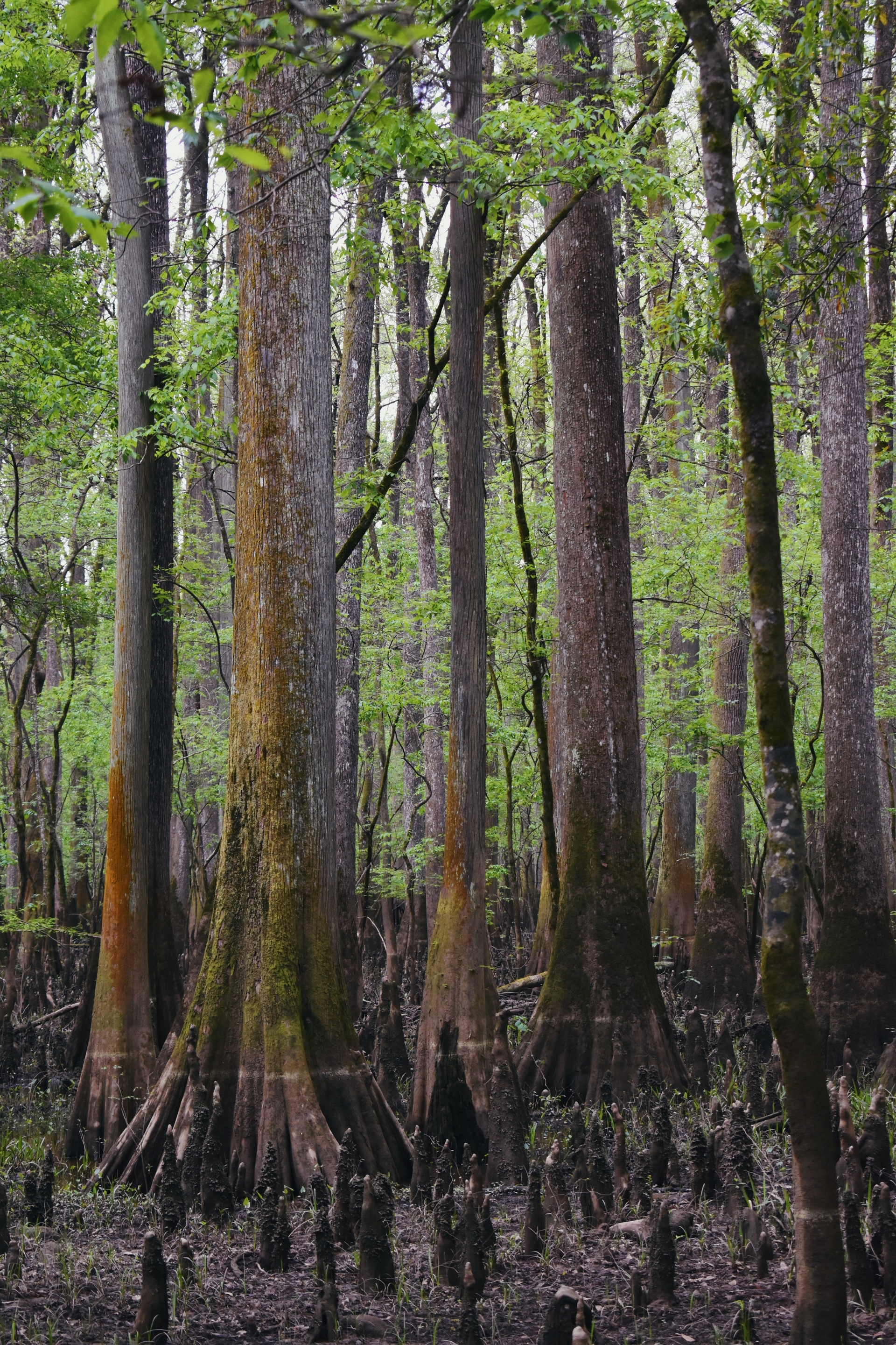 congaree.jpg