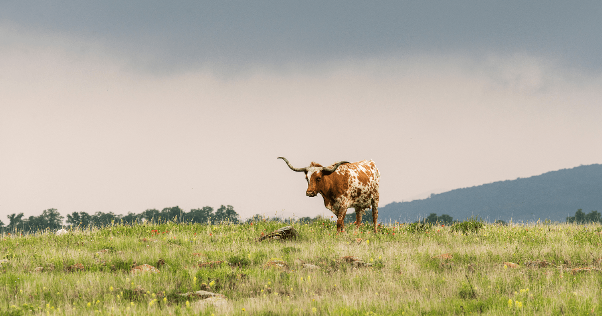 The Best Campgrounds in Texas: National Parks, National Forests, and More