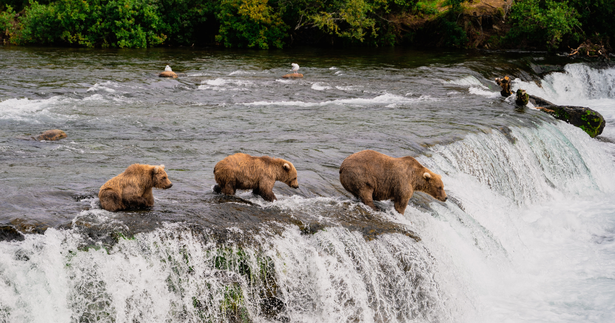 The Spectacular Salmon Runs at Katmai National Park: A Camper's Guide